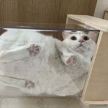 고양이 캣워커 하늘 투명 사각 쉼터 대형, 석고보드 천장 4개