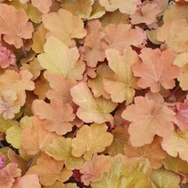 시즌플라워 [초화류]휴케라(후체라 단풍취) 7번, 1개