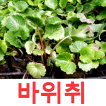 (성실D)야생화 바위취모종(포트) 10개