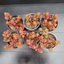 꽃다리 레드베리 51~56번 다육식물 다육이 아이만배송, 56