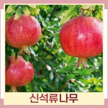 석류나무 묘목 신석류 삽목2년생 뿌리묘 3개