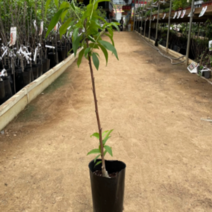 (D소망)복숭아묘목(백도 천중도 접목1년(포트) 1그루