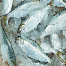 맛수러움 안면도 자연산 전어 구이용전어 가을전어, 1개, 냉동전어 1kg(10~14미)