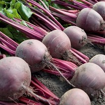 고당도 햇 국내산 레드비트 2kg 3kg 5kg 8kg, 국내산 레드비트 3kg