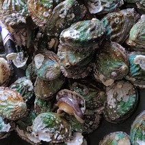 완도 대전복 11-13미 1kg, 단품