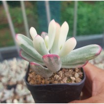 행복한꽃순이//원종복랑금(5.5cm분), 1개