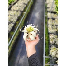 세로그라피카 소품 279, 1개