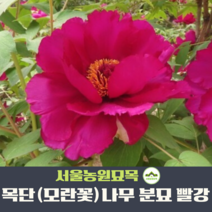 서울농원묘목/목단 모란꽃 나무 분묘 빨강 노랑 진빨강 조경수 정원수 베란다꾸미기