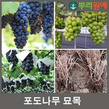 포도 나무 묘목 켐벨포도
