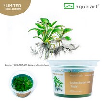 AquaArt 아쿠아아트 아누비아스 나나 바테리 페티트 무균 수초