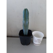 용신목, 1개