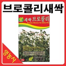 새싹브로콜리씨앗- 브로콜리싹 브로콜리씨앗 새싹채소 새싹씨앗 학습용 실험용 사계절 재배가능, 새싹알팔파
