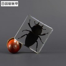 60마리 실제 곤충 표본 아이 선물 생물 관찰 교육용, 공작블루가든톱삽갑개