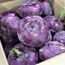 국내산 제주도 콜라비 햇콜라비 적콜라비, 제주 콜라비5kg, 1개