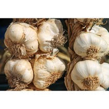 6쪽 마늘 종자용 10개 (일반종) (CN)