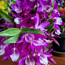 아까네 덴드로비움 [이연숙TV꽃배달 ]