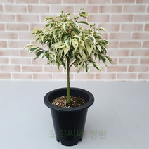 도희씨네 정원>> 따스한 잎컬러의 토피어리 칼라 벤자민 189″ class=”wr-img”></a></div>
</div>
</div>
</div>
<div class=