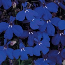 로벨리아 리비에라 시리즈 컬러선택(종자 꽃씨앗 / 10립)Lobelia Riviera, 미드나잇 블루