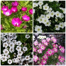 [모야모 꽃씨] 키작은 고급 다년초 4선 다년초 지피식물