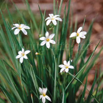 흰등심붓꽃 모종3개묶음/노지월동다년초/묵은주/10cm포트묘, 3개