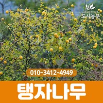 탱자나무/실생2년/뿌리묘/5주묶음/1등묘/탱자/꽃/열매/나무/묘목/조경수/도시농부