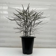 [다은꽃농원]아라리아 아랄리아 키우기쉬운 실내공기정화식물 이국적인 느낌의 인테리어, 1개