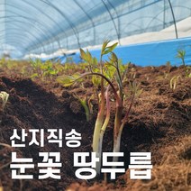 강원도 산지직송 봄나물 제철나물 눈꽃 땅두릅 독활, 02. 눈꽃 땅두릅 500g