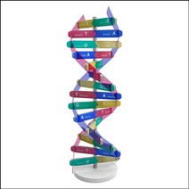 DNA 입체 모형 만들기(1인용)-ZHB, 상세페이지 참조