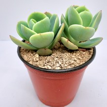 인플랜츠팜 비취후리데 2목대 다육 공기정화 반려식물, 1개