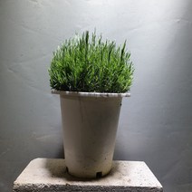[공룡꽃식물원]라벤더 라벤다 중대품 허브 179, 1개