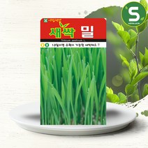 솔림텃밭몰 새싹밀씨앗 30g 새싹밀 새싹채소씨앗 밀씨앗