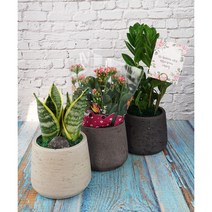 개업 승진 생일축하화분에 두루두루화분 + 메세지카드포함, 3. 블랙, 1. 칼랑코에