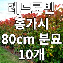 레드로빈 홍가시 80cm 나무 10개 분묘 철쭉마켓 상록수 울타리나무 카페 정원수 옥상 정원 나무시장 묘목시장 반려식물 펜스 공기정화 화분 꽃나무 조경 고급 정원수