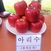 사과나무(아리수)접목1년(왜성대목)묘목/F0200, 1개