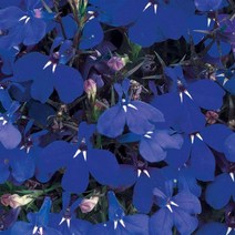 로벨리아 리비에라 시리즈 컬러선택(종자 꽃씨앗 / 10립)Lobelia Riviera, 마린블루