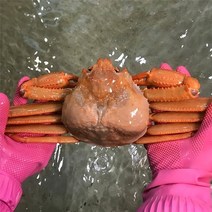 [울진홍게] 먼 바다조업 울진 후포 박달홍게 4kg(생물8-10마리), 단품