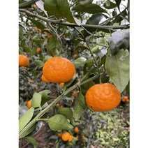 제주 설국향 수라향 신비향 아스키 고당도 만감류 감귤 가정용 3kg 5kg 10kg, 설국향 (가정용) 20~30과 5kg, 1개