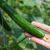 국내산 오이지용 취청 오이 2kg