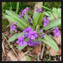 (나무농장) 야생화 제비꽃 포트 ( 5주묶음 )