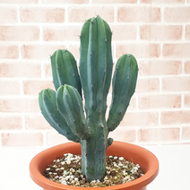 도희씨네 정원>> 오동통한 막뚱이 용심목 290″ class=”wr-img”></a></div>
</div>
</div>
</div>
<div class=