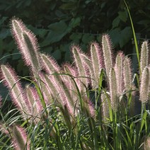 수크령 씨앗 1KG, 5KG(100평-150평)