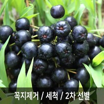 아로니아 생과 급냉, 5kg, 아로니아급냉(꼭지제거)