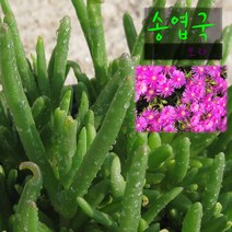 허브여울다육 송엽국(진보라) 지름 9cm 소품 다육화분, 1개