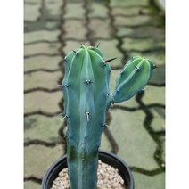 알통 용신목 용심목 중대품 40~60cm 149 (자구 1개이상), 1개