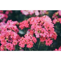 카랑코에 10cm 포트 칼라랜덤 총9칼라중 랜덤 반려식물 공기정화 관상식물 꽃식물 꽃보러가자