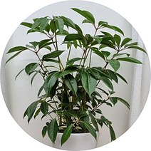 대엽홍콩야자 주필란더스 분갈이제품 화분선물 반려식물