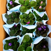 에덴플랜트 (12개 한상자) 바이올렛 아프리칸 오래피는꽃 관엽식물 사계절꽃 공기정화 실내식물 색상랜덤
