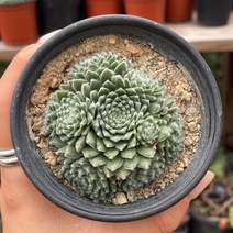 부엉이 바위솔 용인수다육 선별, 1개