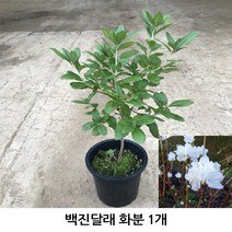 백진달래 화분 1주(1개)/꽃나무/뿌리원예