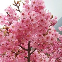 묘목 /홍벚나무 [ 접목 1년 ] 2주 W369